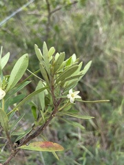 Diospyros dichrophylla