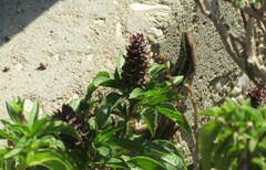 Trachylepis quinquetaeniata