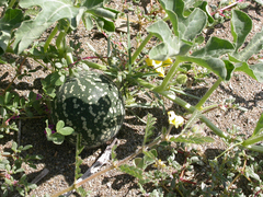Cucumis myriocarpus