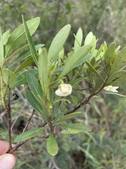 Diospyros dichrophylla