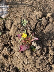 Ludwigia hyssopifolia