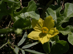 Cucumis myriocarpus