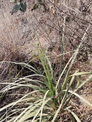 Nolina parviflora