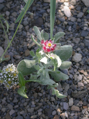 Helichrysum niveum