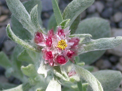 Helichrysum niveum