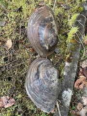 Sinanodonta woodiana