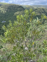 Euclea natalensis angustifolia