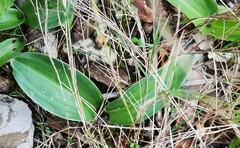 Himantoglossum robertianum