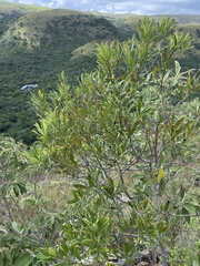 Euclea natalensis angustifolia