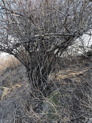Zabelia biflora