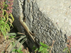 Trachylepis quinquetaeniata