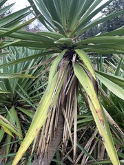 Yucca gloriosa