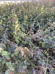 Lantana camara