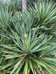 Yucca gloriosa