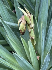 Yucca gloriosa