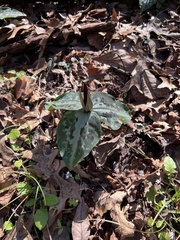 Trillium
