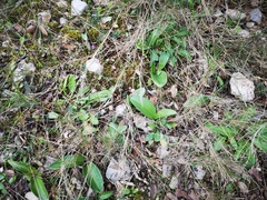 Himantoglossum robertianum