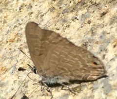 Anthene emolus goberus