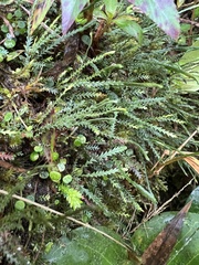 Cochlidium serrulatum