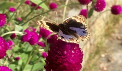 Junonia orithya wallacei