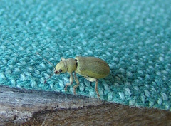 Pachyrhinus lethierryi