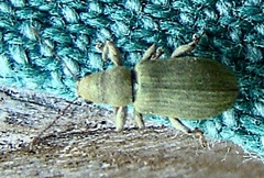 Pachyrhinus lethierryi