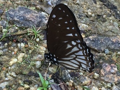Graphium ramaceus pendleburyi