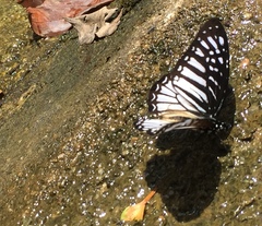 Graphium ramaceus pendleburyi