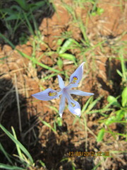 Moraea elliotii