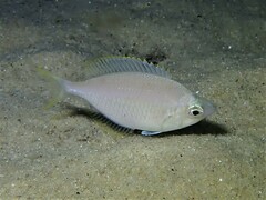 Parequula melbournensis