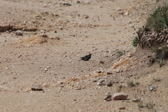 Geospizopsis unicolor