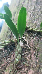 Bulbophyllum pectinatum