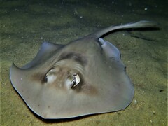 Trygonoptera personata