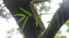Dendrobium moniliforme