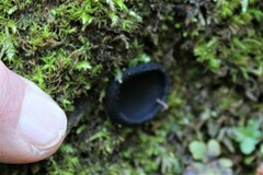 Pseudoplectania nigrella