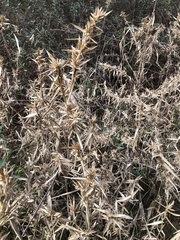 Dichanthelium scabriusculum