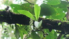 Liparis elliptica