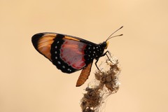Acraea anemosa