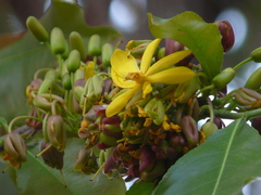 Ochna obtusata