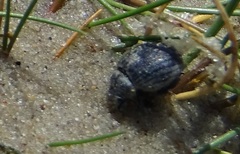 Philopedon plagiatum