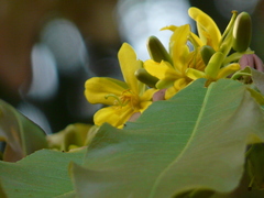 Ochna obtusata
