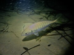 Pseudocaranx georgianus