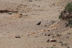 Geospizopsis unicolor