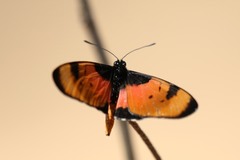 Acraea anemosa