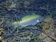 Psammoperca datnioides