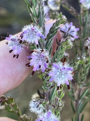 Erica eriocephala