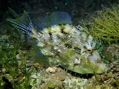 Chaetodermis penicilligerus