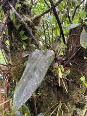 Anthurium dominicense