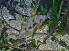 Scobinichthys granulatus