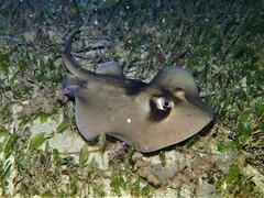 Trygonoptera personata